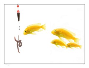 宠物猫砂盆对比：开放式vs封闭式全面评测